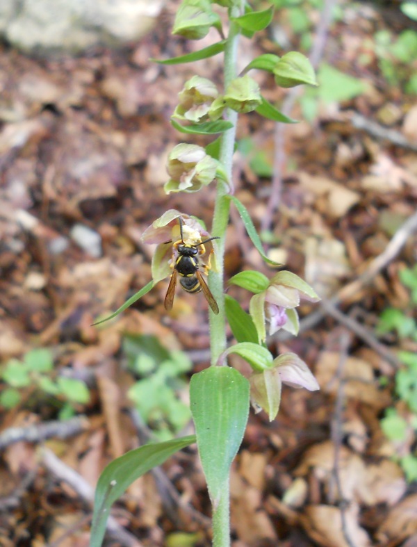 Vespula inpollinatore da identificare